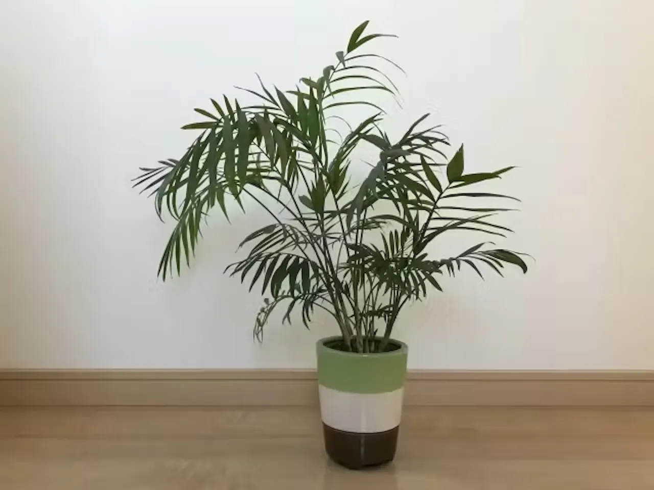 テーブルヤシ