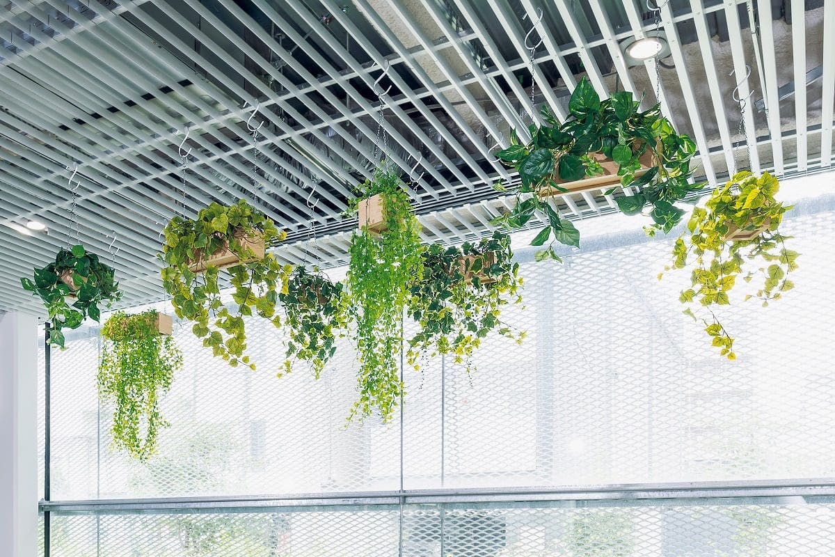 用語集 -ハンギンググリーン