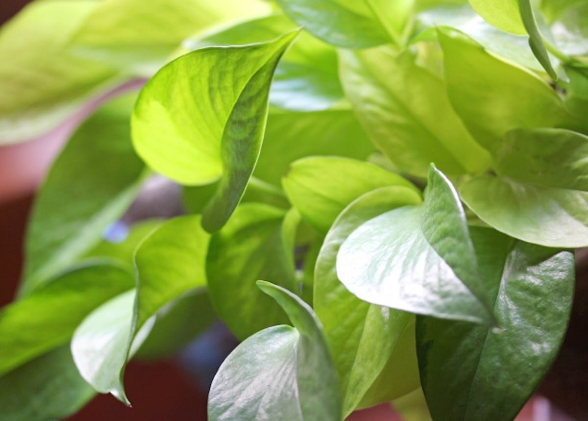 用語集 -ライトグリーン