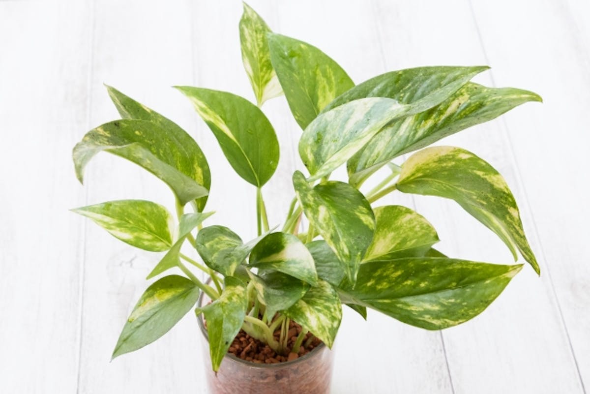 用語集 - ゴールデンポトス