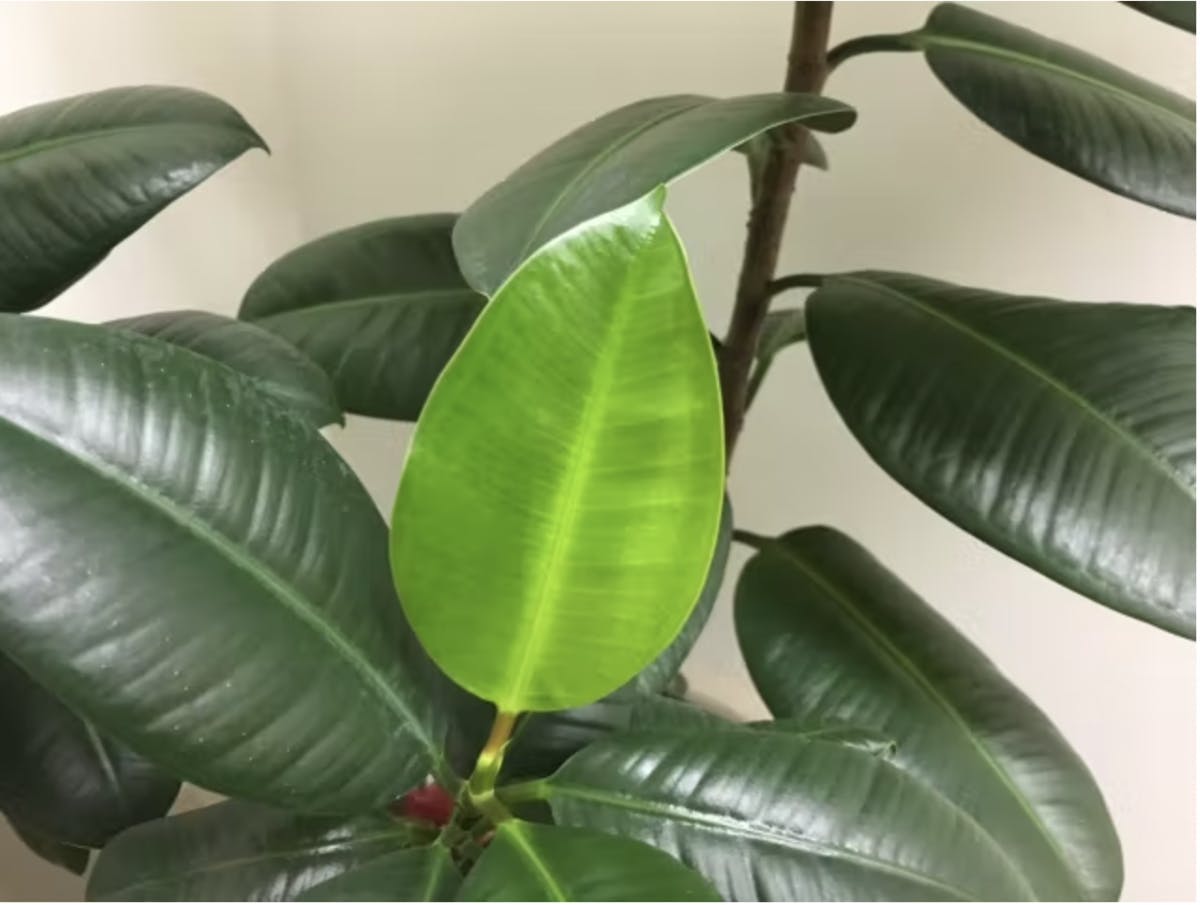 用語集 -ゴムノキ