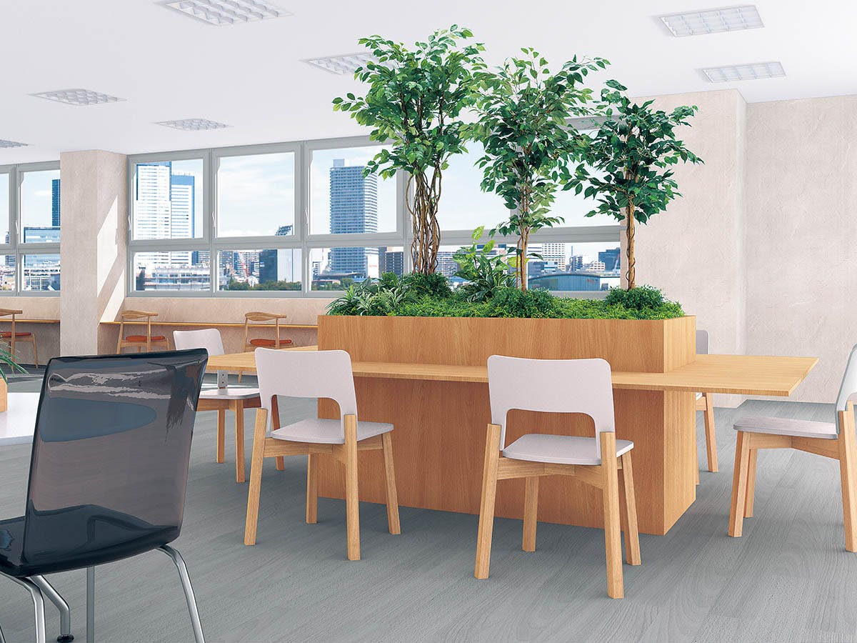 オフィス　観葉植物　シンボリツリー