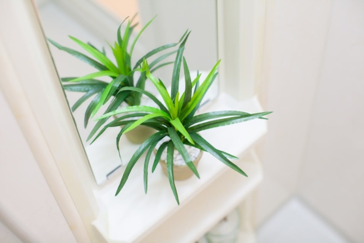 小さい観葉植物おすすめ6選 初心者必見 ランキング 人気 育て方と知識 小さい観葉植物おすすめ6選 初心者必見 ランキング 人気 育て方と知識