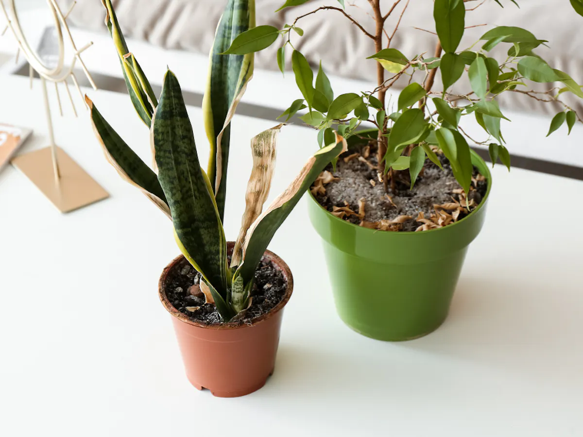 枯れたグリーン