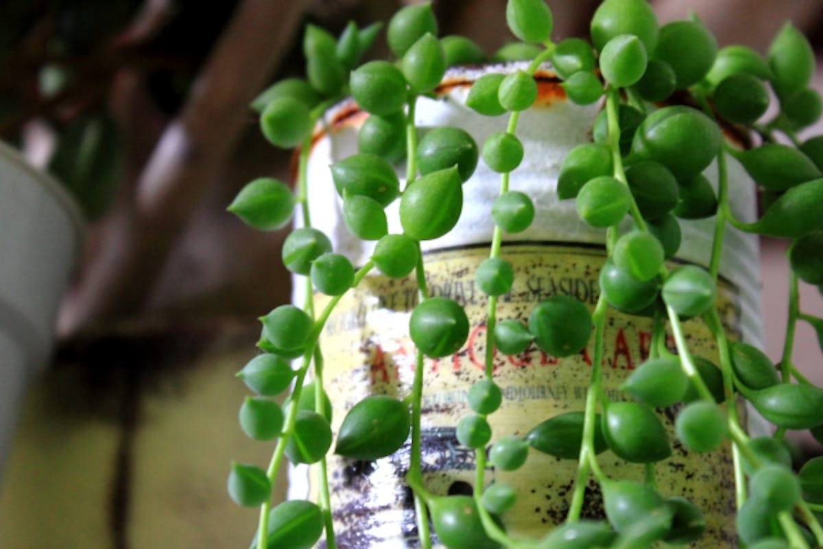 グリーンネックレス_観葉植物