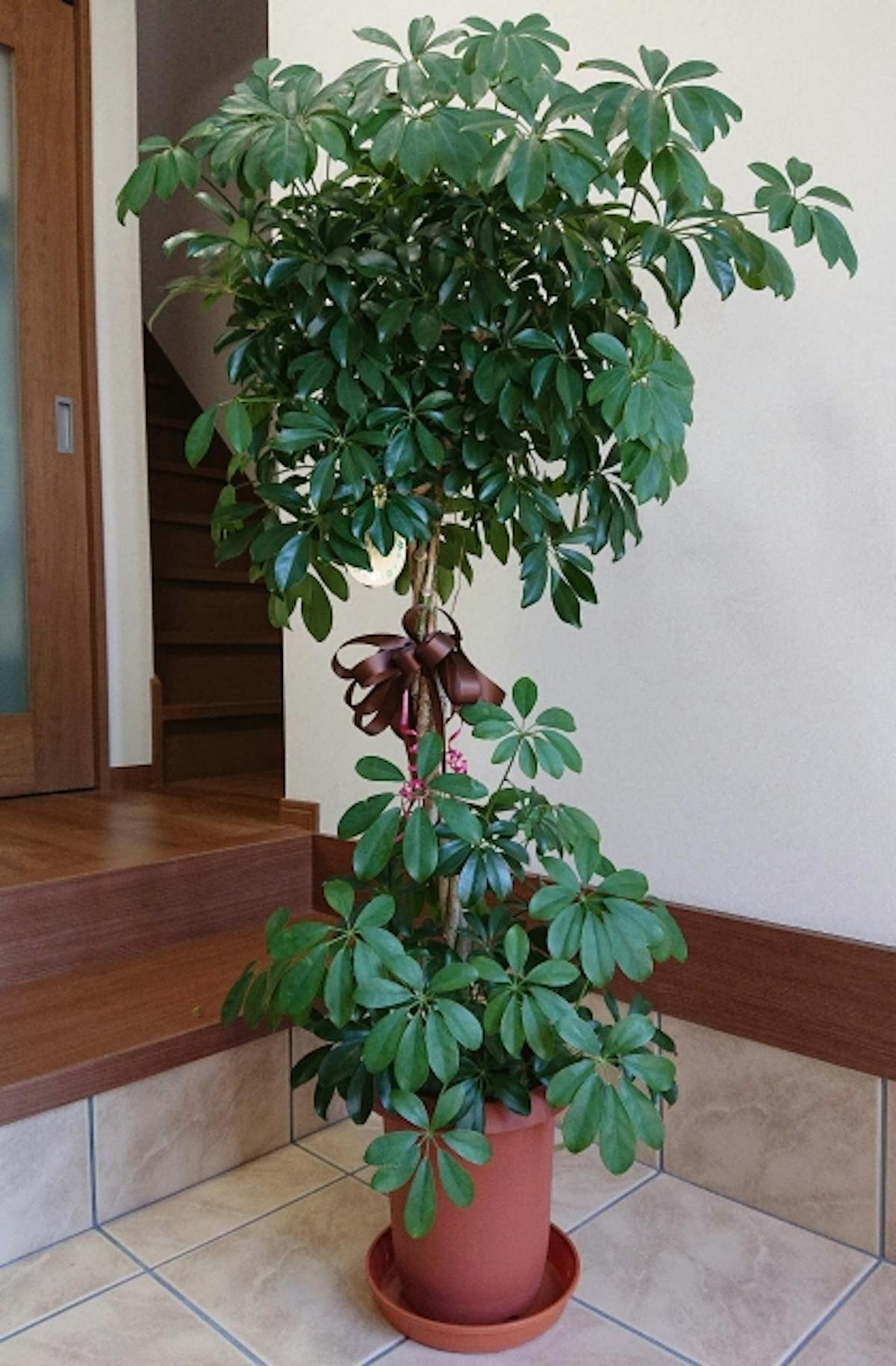 観葉植物_カポック