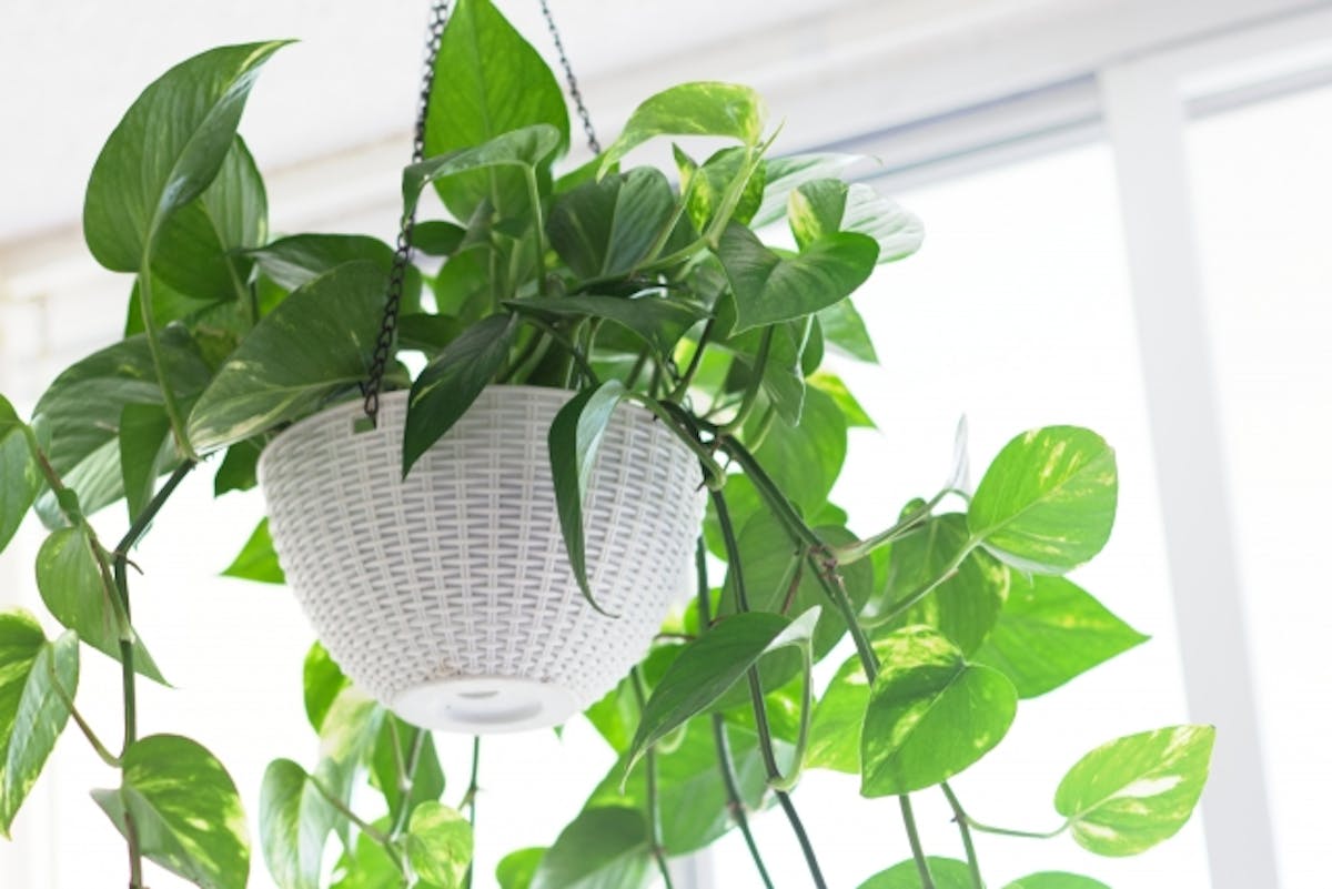 観葉植物_ポトス