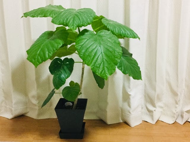 観葉植物 ウンベラータ 植物/観葉植物 希少 黒入荷！ | kapiolani.jp