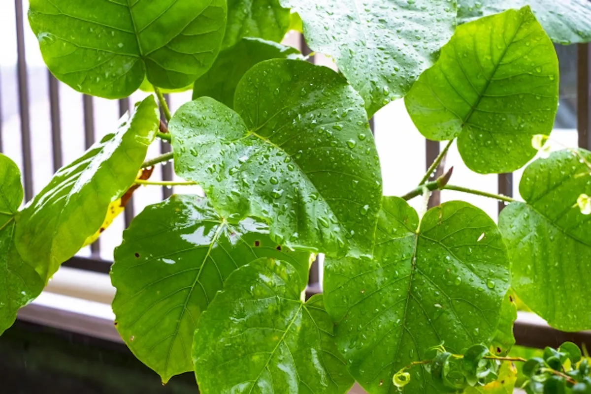 フィカス・ウンベラータ