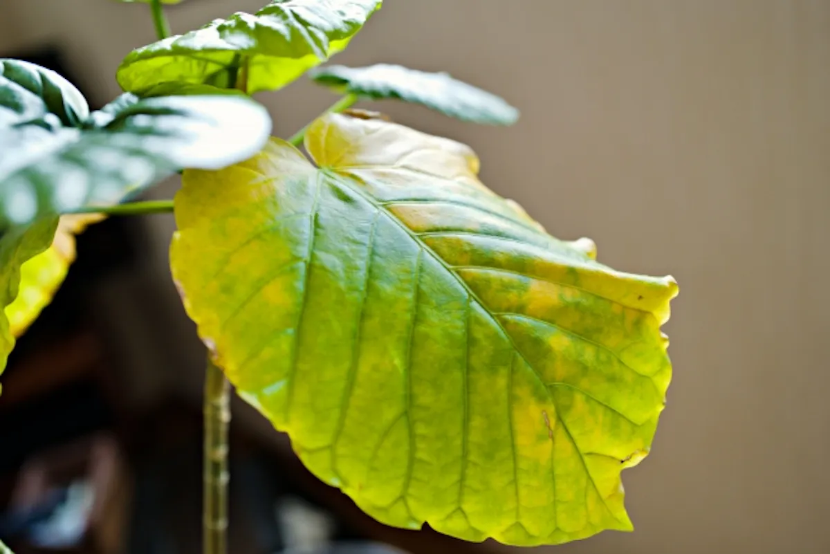 枯れた　ウンベラータ