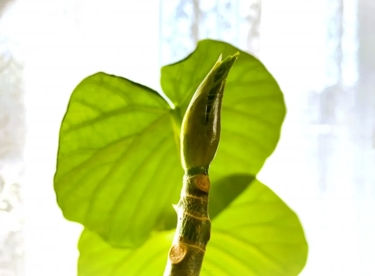 ウンベラータ　新芽