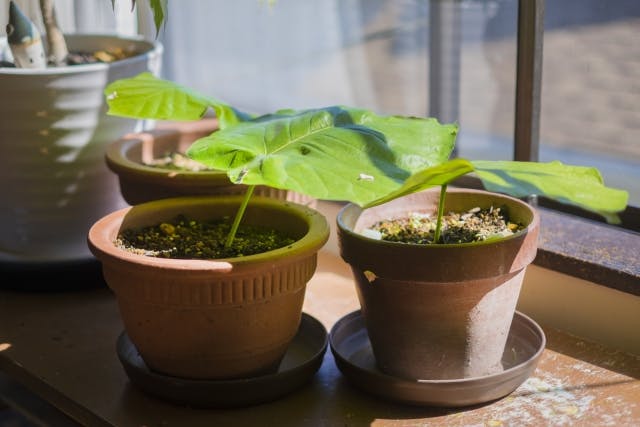 観葉植物 ウンベラータ 知識 モール人気ランキング上位 観葉植物 ウンベラータ 知識 モール人気ランキング上位