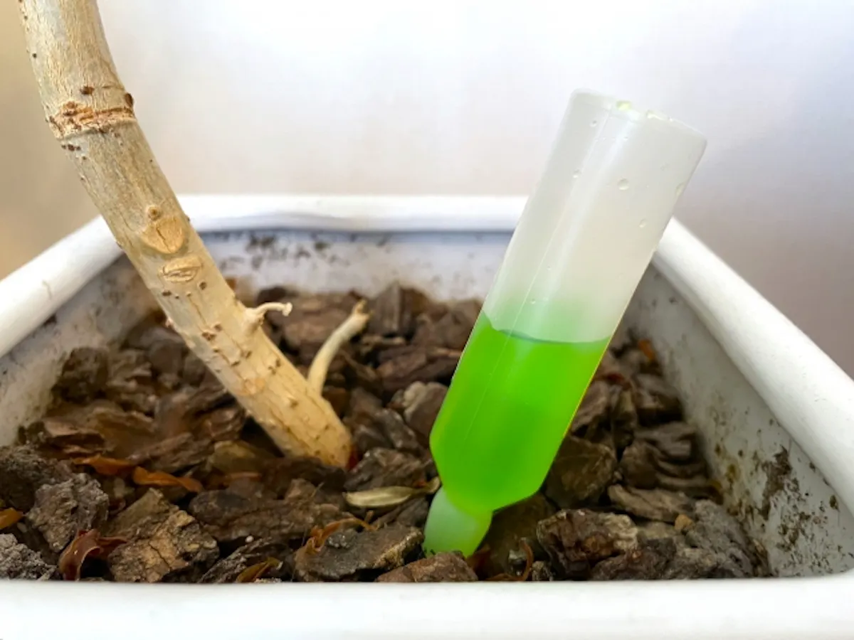 ウンベラータ　肥料