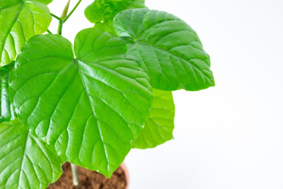 観葉植物 ウンベラータ 知識 モール人気ランキング上位