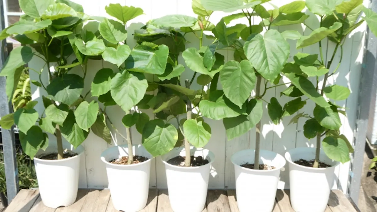 ウンベラータ　挿し木