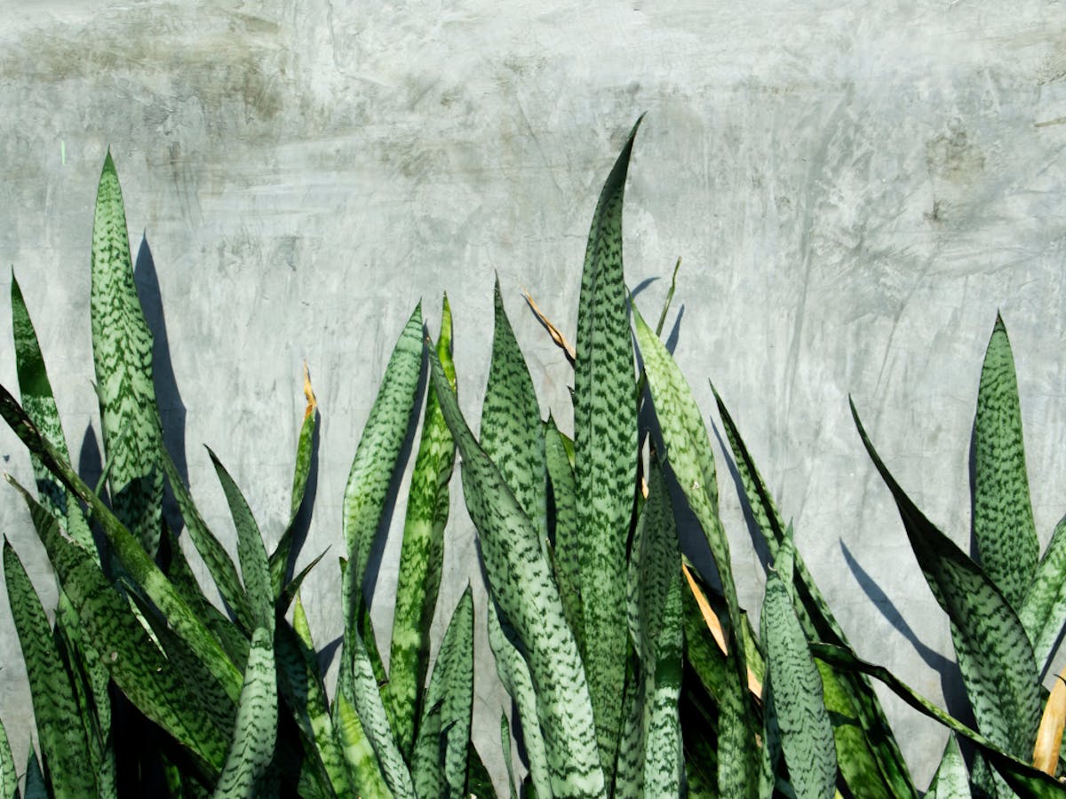 サンスベリア＿玄関