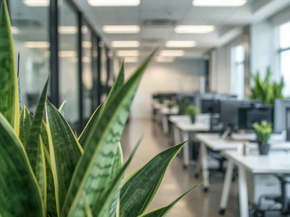 オフィス　サンスベリア