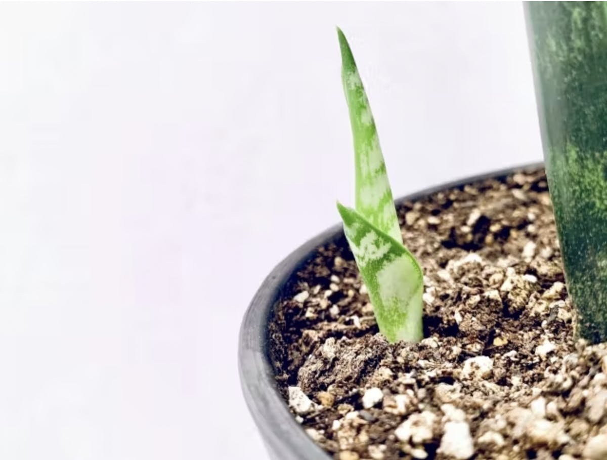 観葉植物 サンスベリア トラノオ育て方 知識 モール人気ランキング上位
