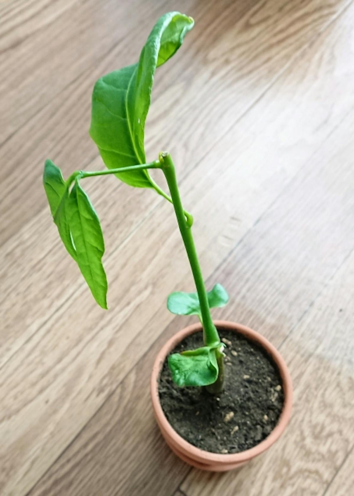 観葉植物 パキラ 育て方 知識 モール人気ランキング上位 観葉植物 パキラ 育て方 知識 モール人気ランキング上位