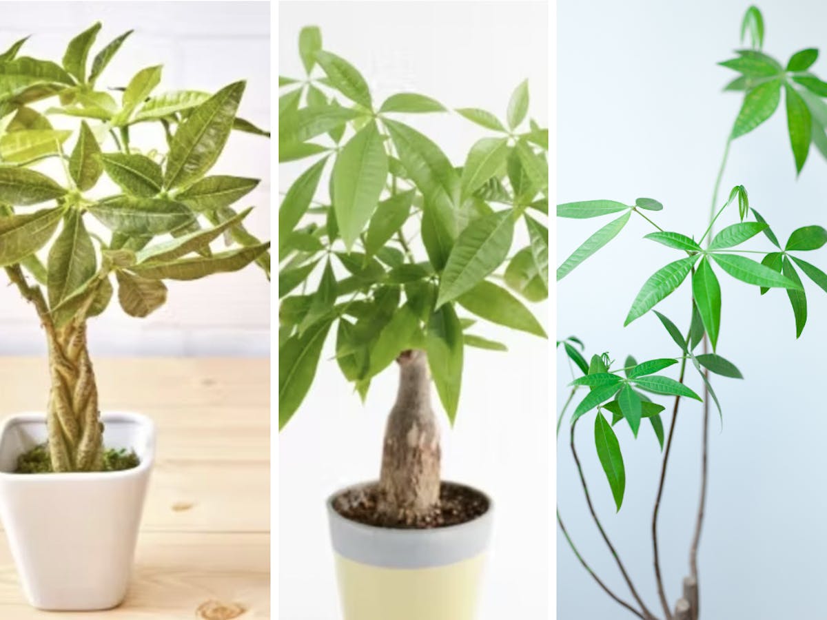 パキラ（観葉植物）の特徴と法人空間で選ばれる理由