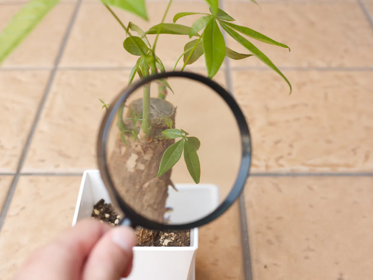 パキラ　よく見る