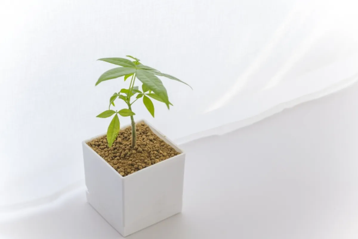 パキラ　挿し木