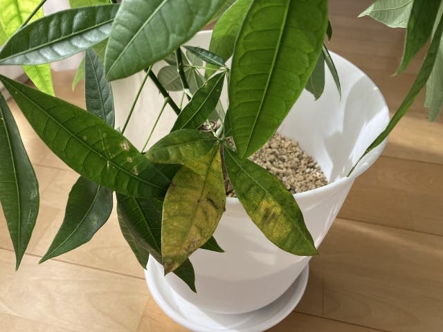 パキラ（観葉植物）の特徴と法人空間で選ばれる理由