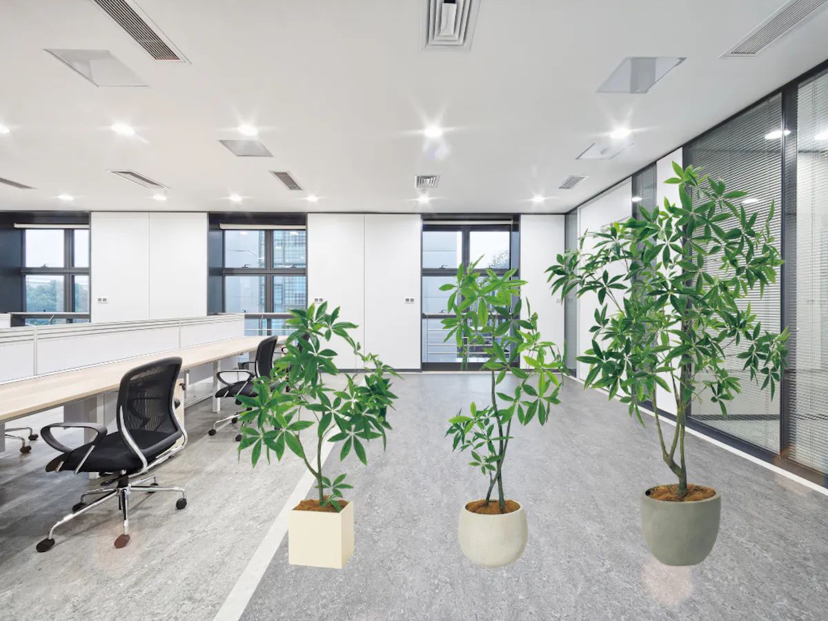 パキラ　フェイクグリーン