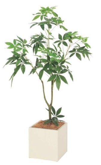 観葉植物_パキラ