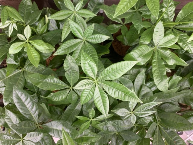 パキラ（観葉植物）の特徴と法人空間で選ばれる理由