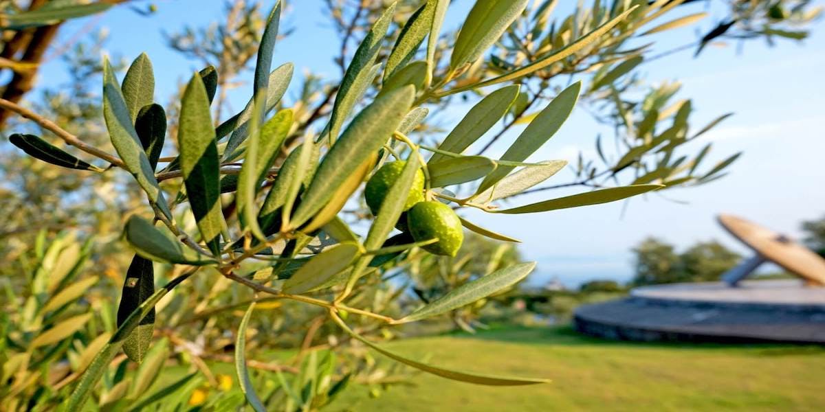 オリーブの木 観葉植物｜育て方 知識 通販人気ランキング上位 おすすめ