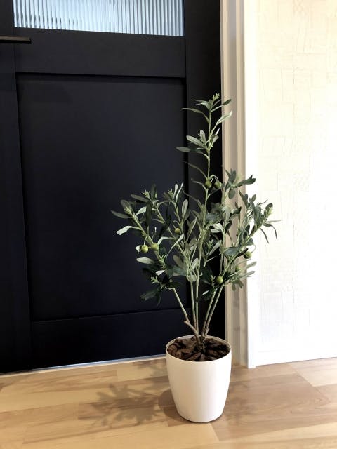 オリーブの木 観葉植物 育て方 知識 通販人気ランキング上位 おすすめ オリーブの木 観葉植物 育て方 知識 通販人気ランキング上位 おすすめ