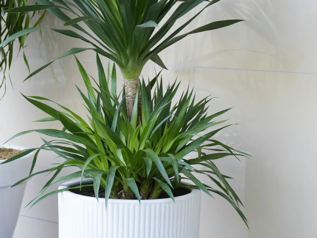 ユッカ＿観葉植物