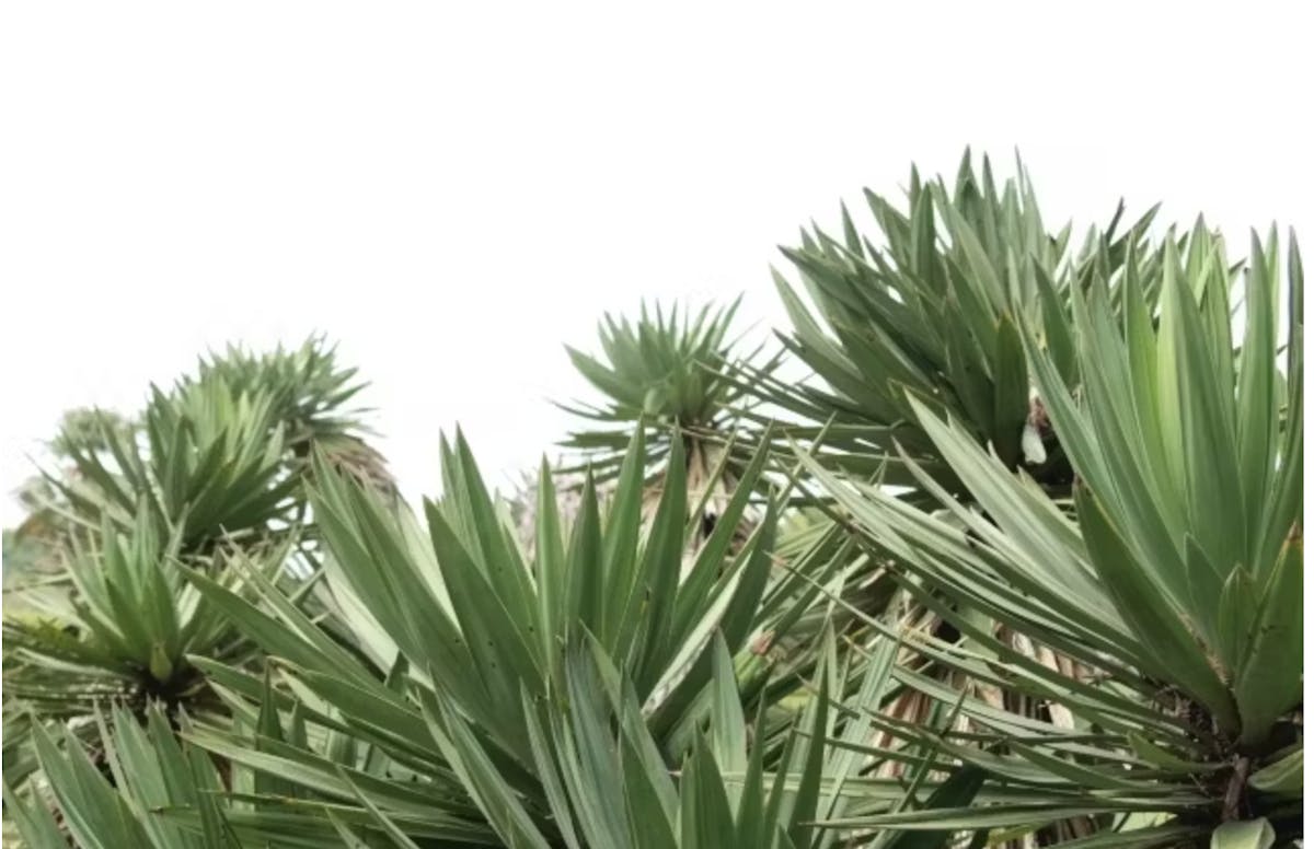 観葉植物_ユッカ
