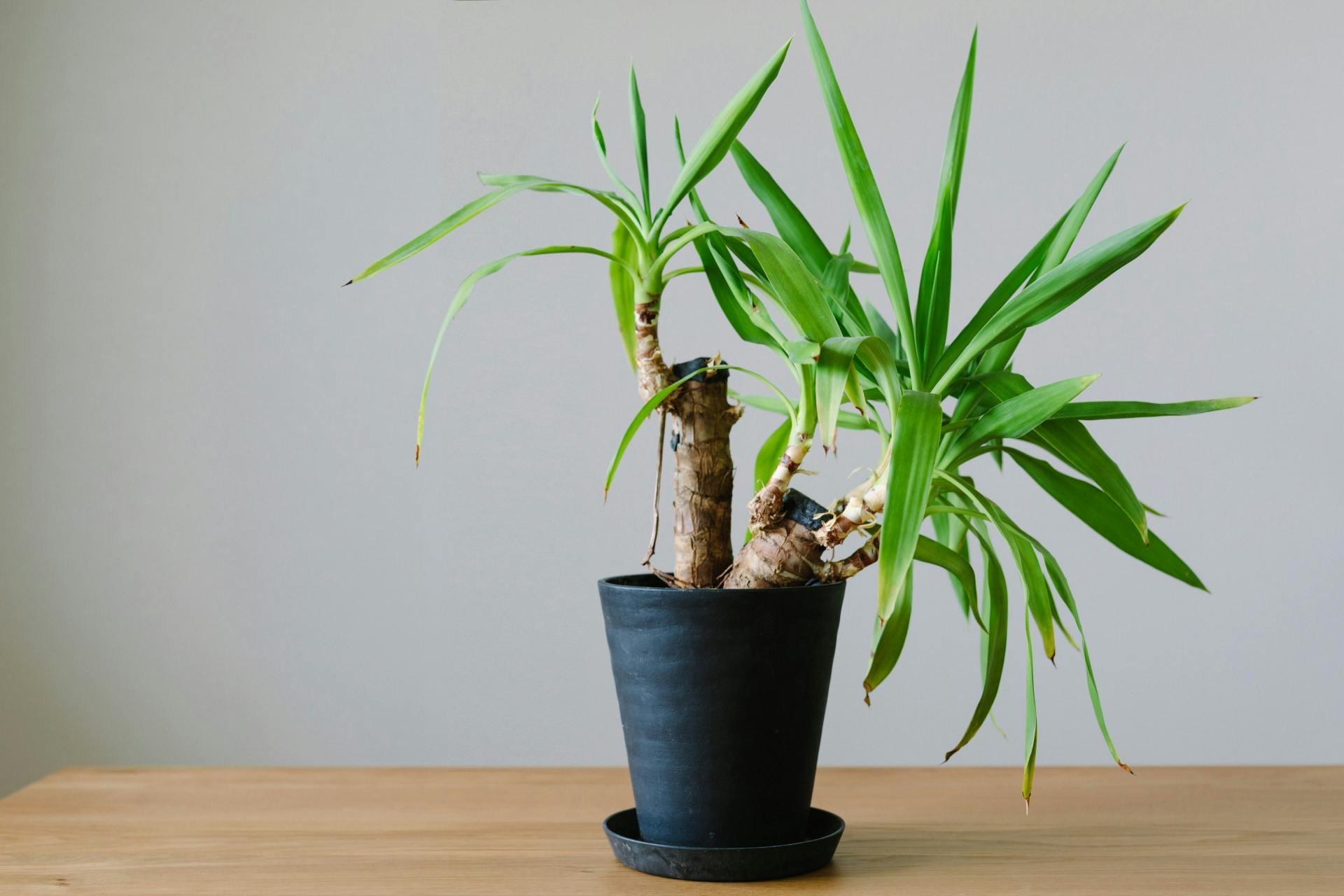 観葉植物【ユッカ】について｜育て方 知識 通販 おすすめ