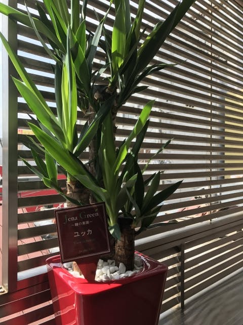 ユッカ_観葉植物