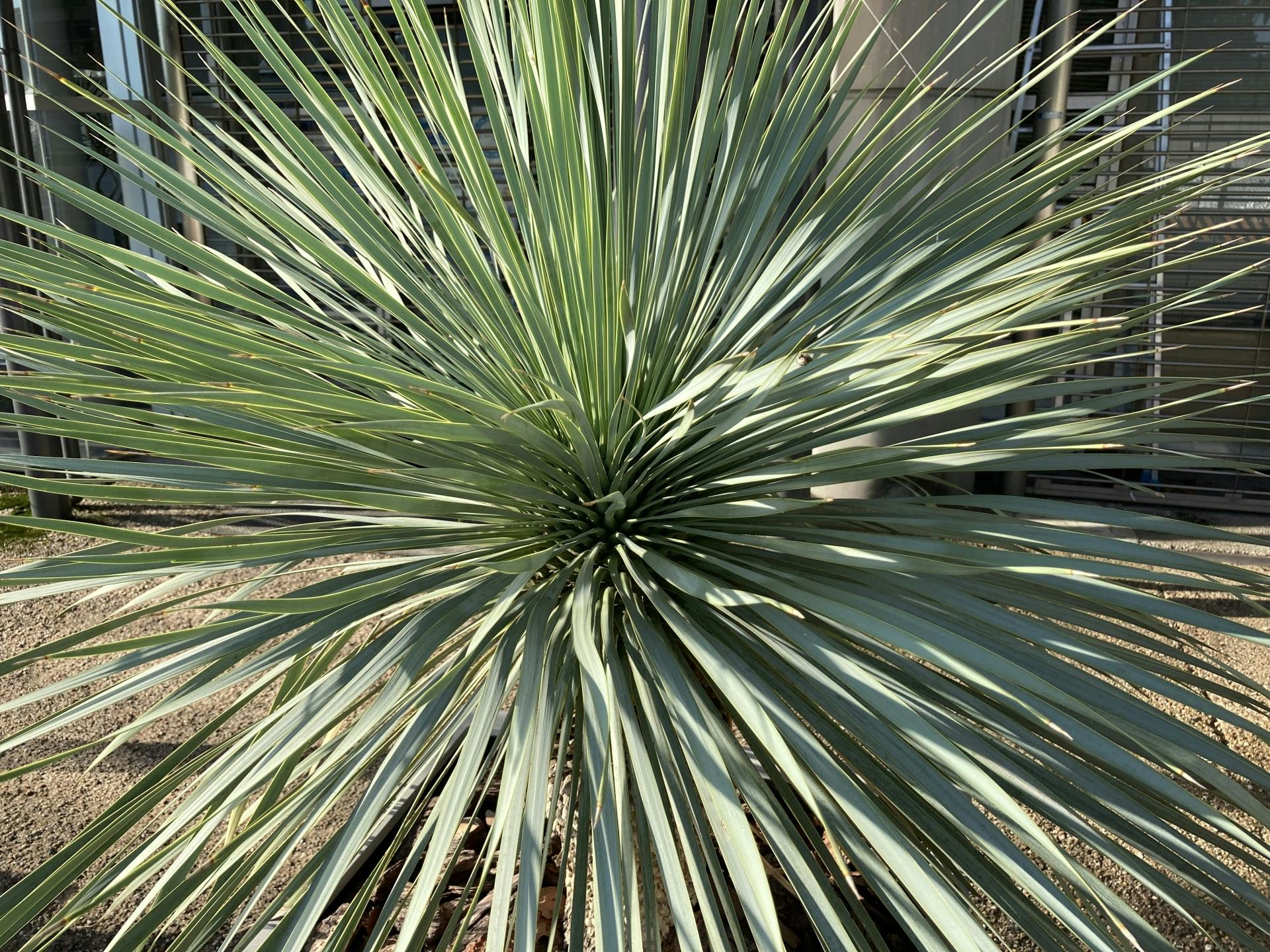 観葉植物【ユッカ】について｜育て方 知識 通販 おすすめ