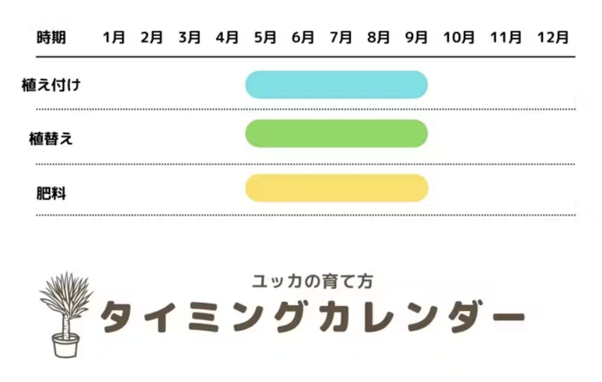 ユッカの育て方タイミングカレンダー