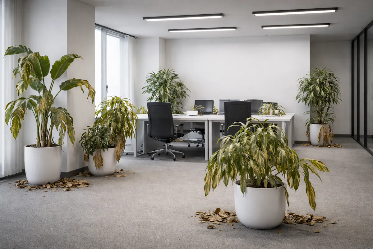 観葉植物　枯れた