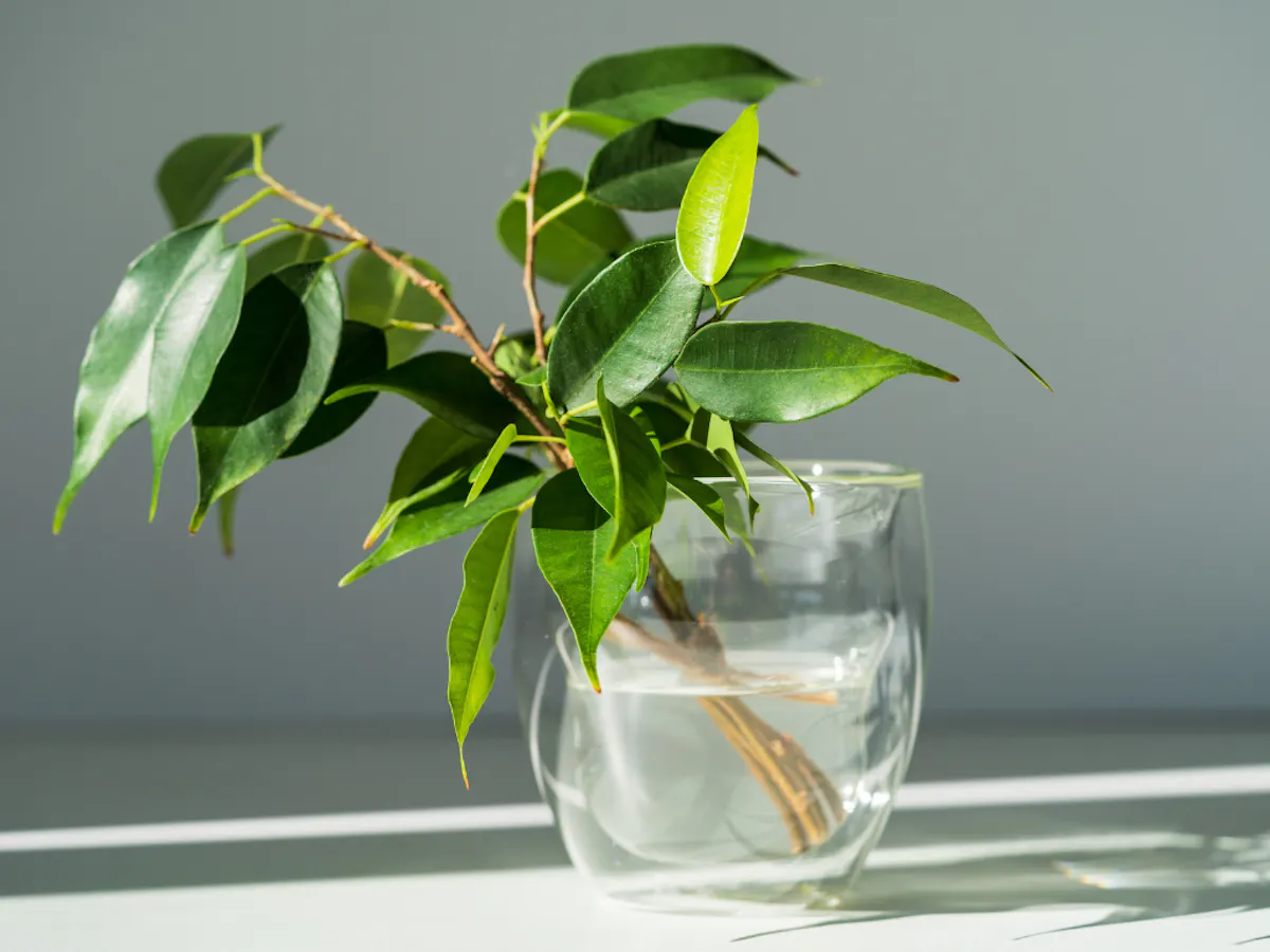 ベンジャミン　挿し木