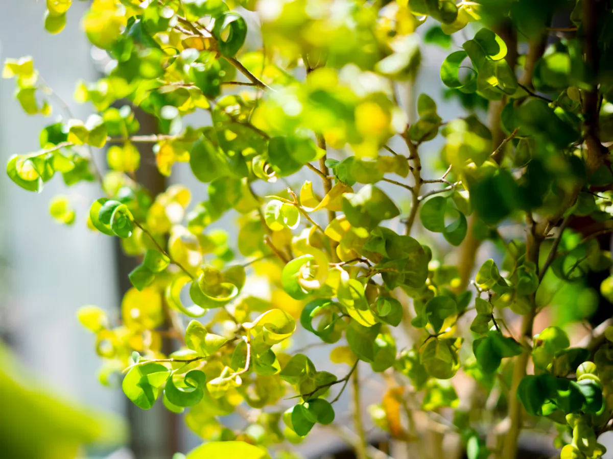 ベンジャミンバロック