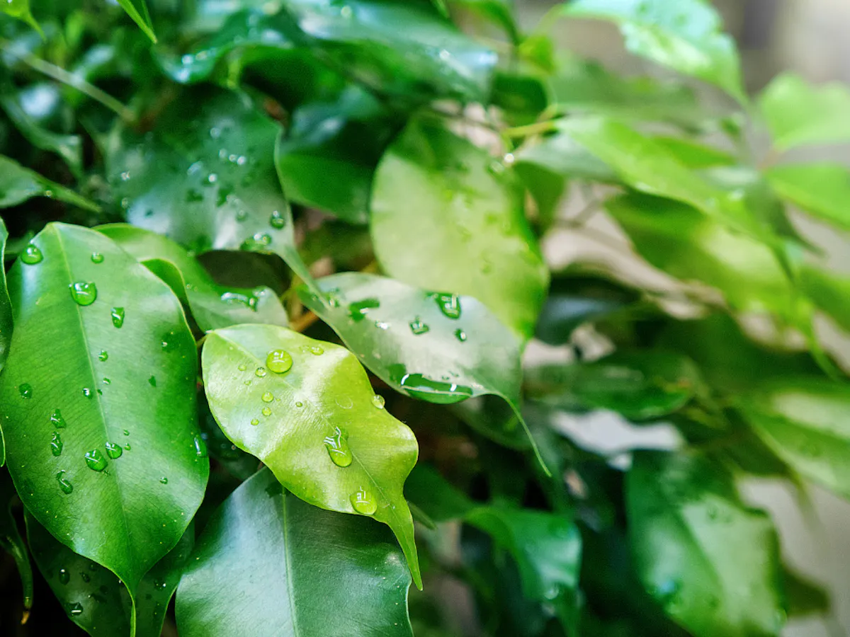 ベンジャミン　葉水