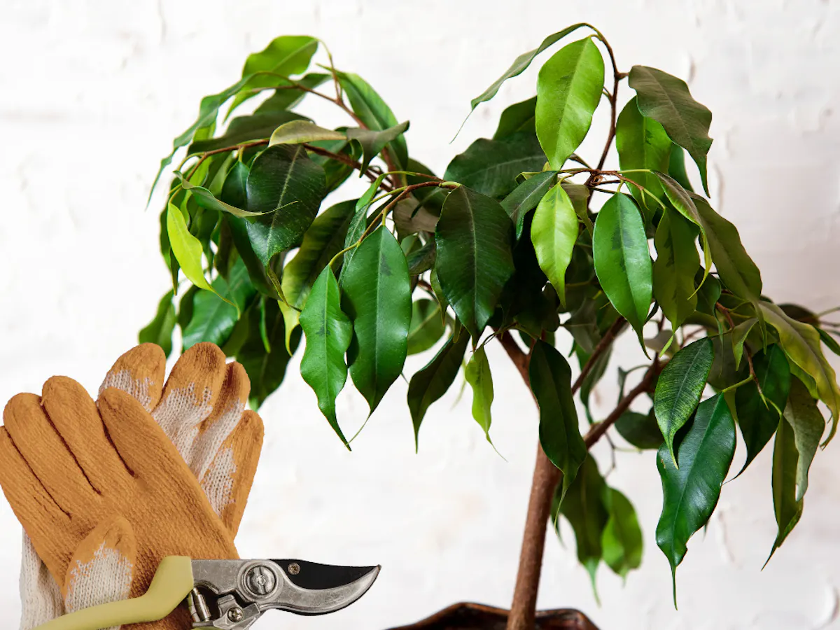 剪定　ゴム手袋　手入れ