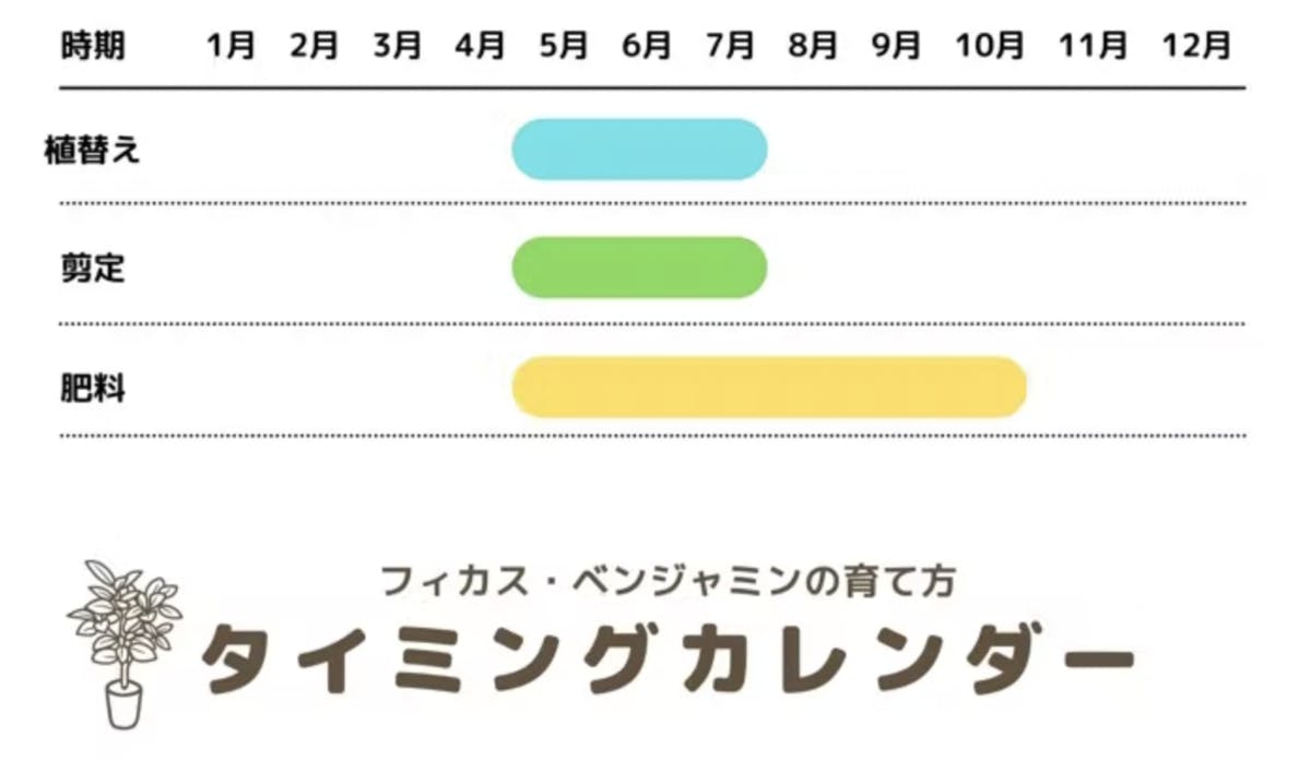 フィカスベンジャミン 観葉植物について 育て方知識 おすすめ フィカスベンジャミン 観葉植物について 育て方知識 おすすめ