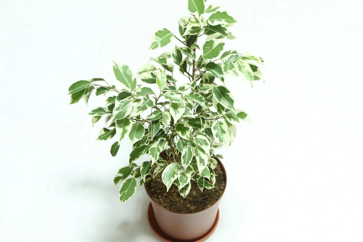 フィカス・ベンジャミン＿観葉植物