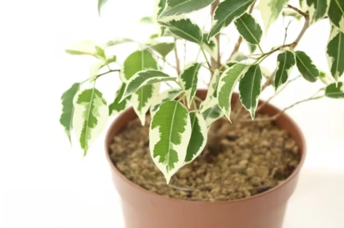 ベンジャミン　土　鉢植え