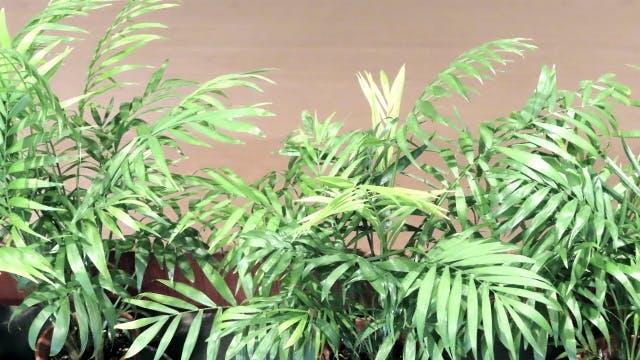 アレカヤシ 観葉植物｜育て方 知識 人気上位