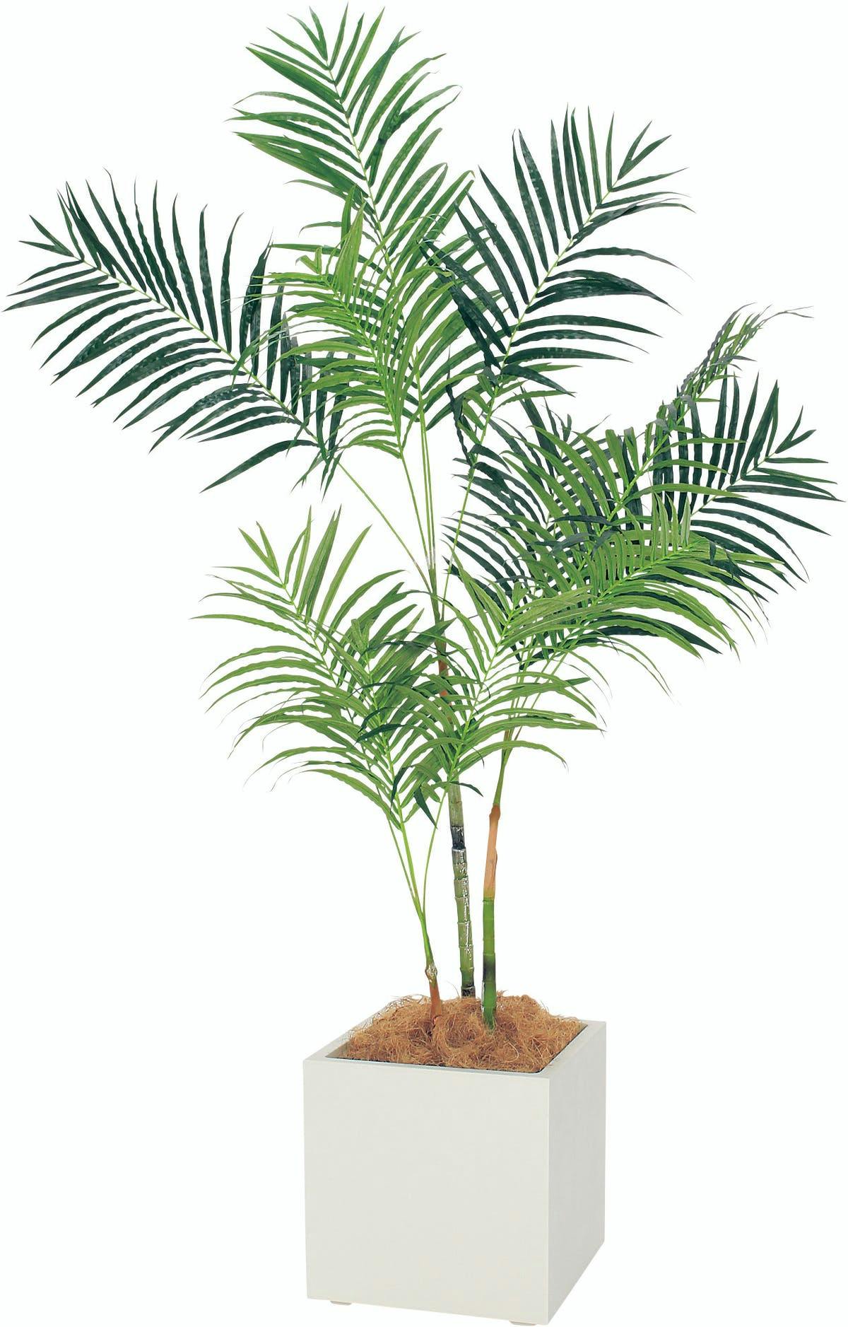 アレカヤシ 観葉植物 育て方 知識 人気上位 アレカヤシ 観葉植物 育て方 知識 人気上位