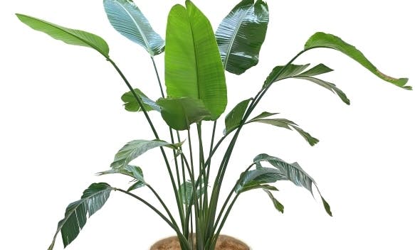 オーガスタ（観葉植物）の特徴と法人空間での活用ポイント