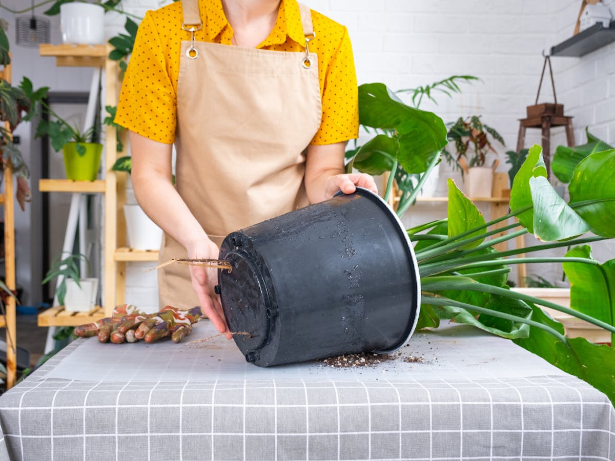 鉢　オーガスタ